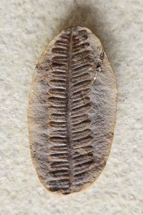 Fossil Fern | Crenulopteris acadica | Illinois