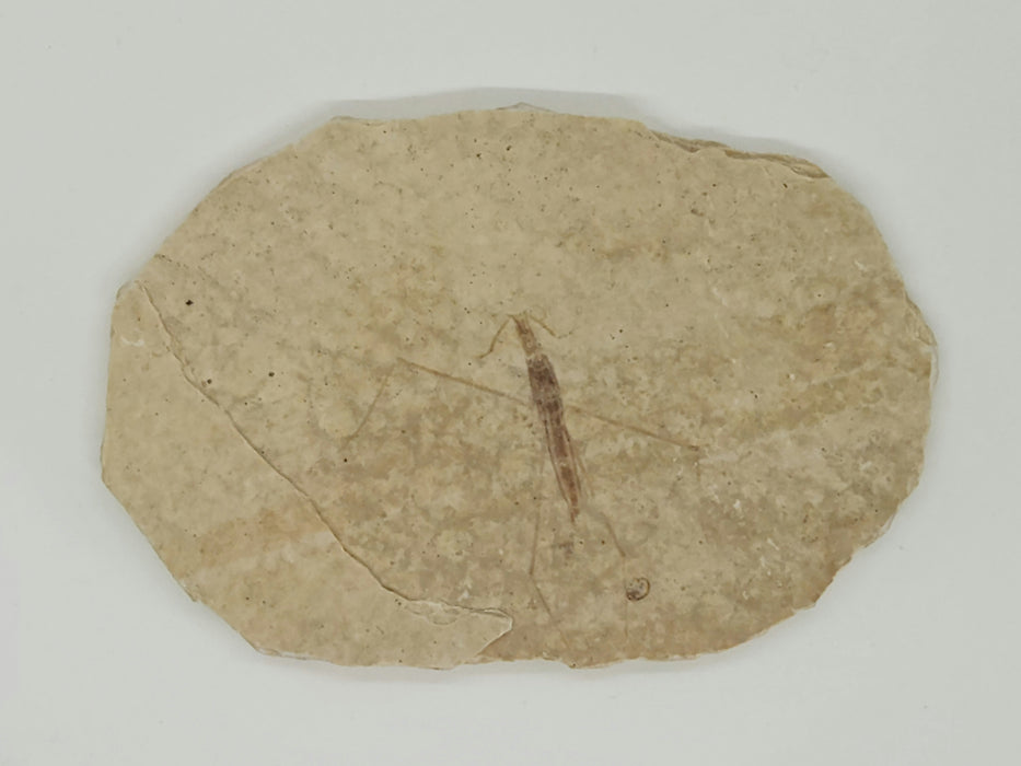 Fossil Water Strider | Family Gerridae | 100% Natural | Green River Formation