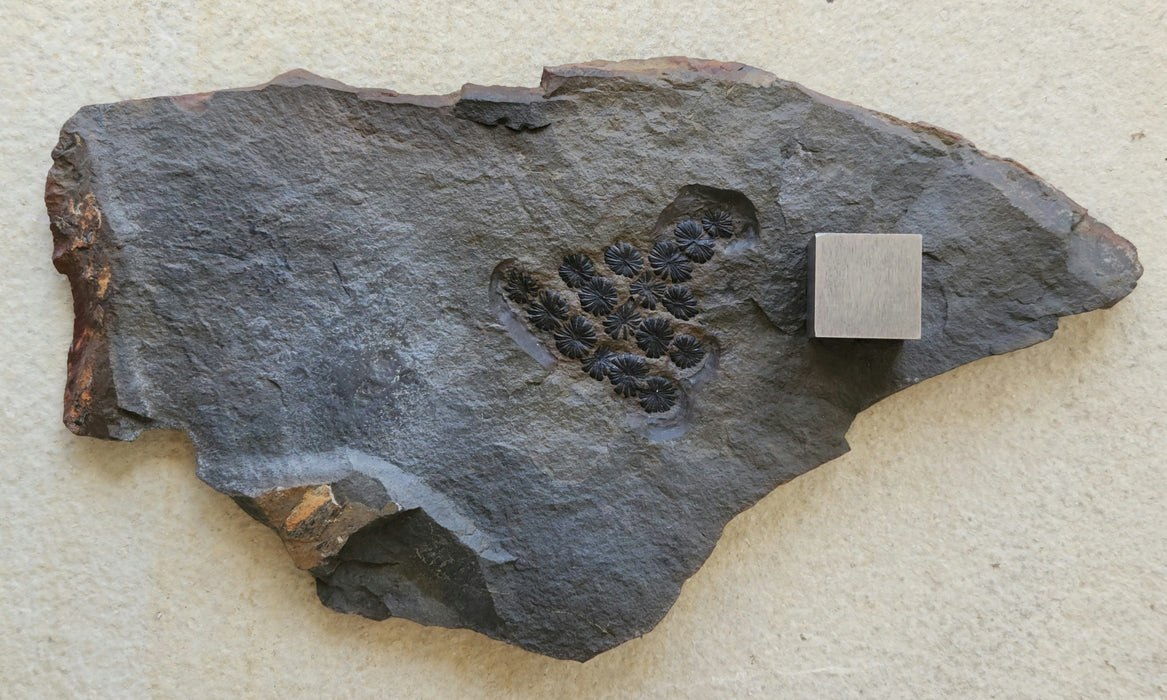 Fossil Plant | Annularia sphenophylloides | Spain
