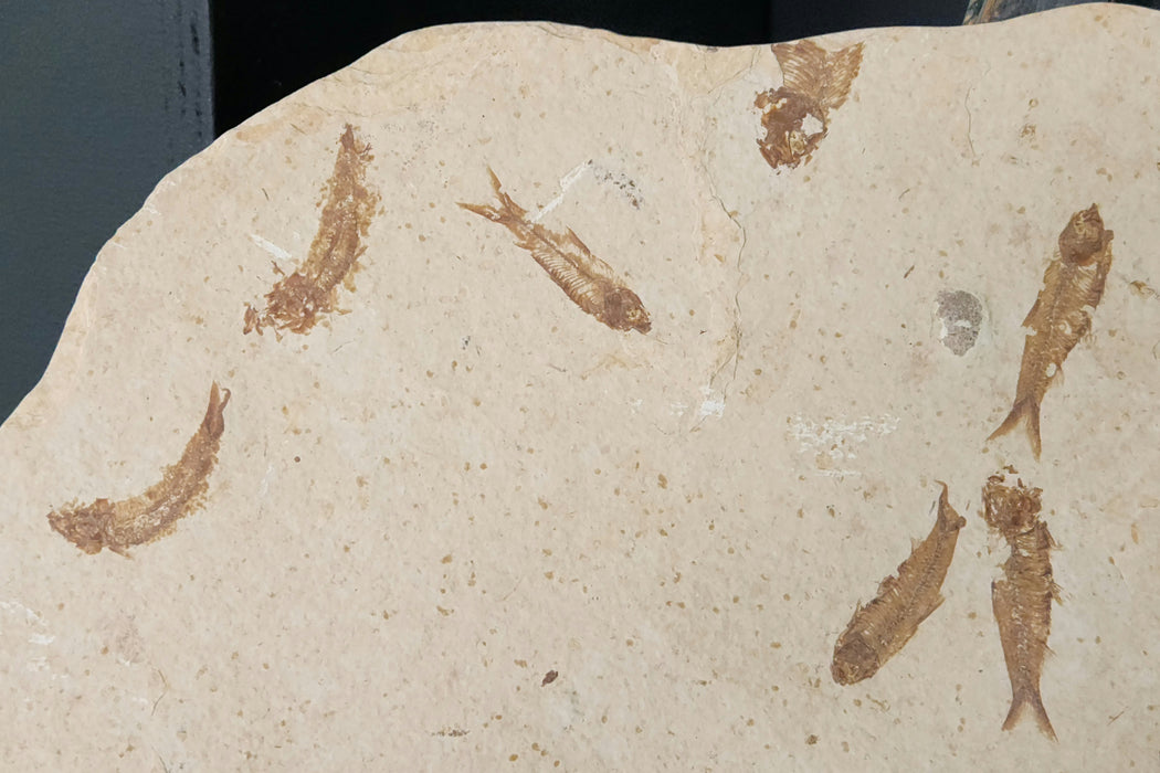 Large Knightia Mini Fish Mortality Plate | 100% Natural | Green River Formation