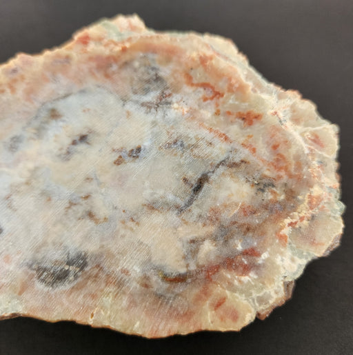 In Stone Fossils 