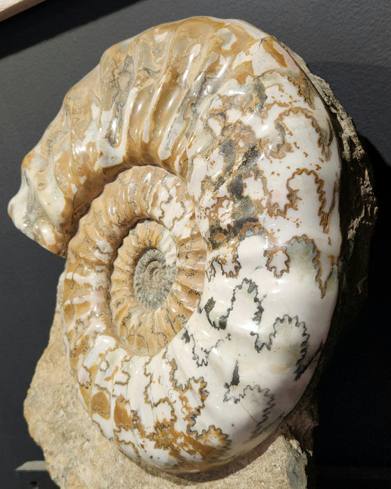 Huge Scunthorpe Ammonite | Aegasteroceras sagittarium | England