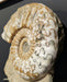In Stone Fossils 