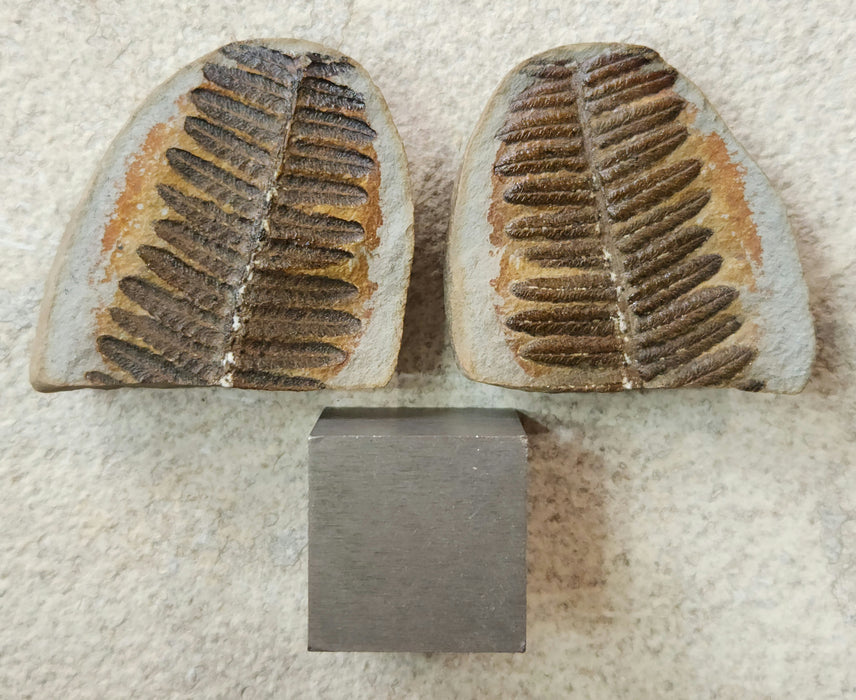 Fossil Fern | Laveineopteris rarinervis | Illinois