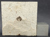 In Stone Fossils 