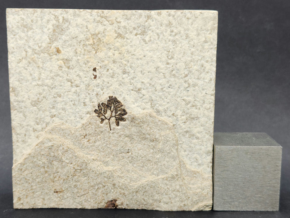 Climbing Fern Fossil | Lygodium kaulfussii | Green River Formation | Wyoming
