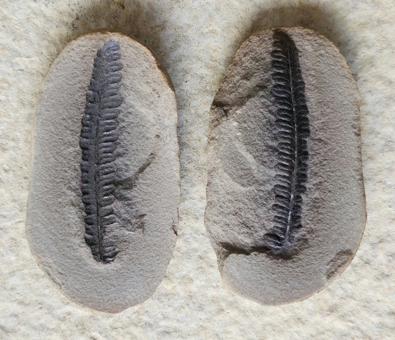 Fossil Fern | Diplazites unita | Illinois