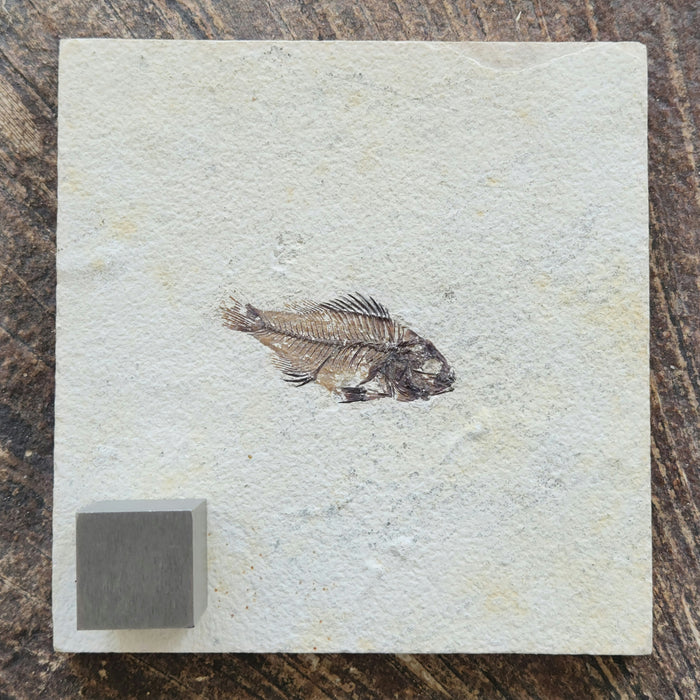 Rare Juvenile Priscacara serrata | Green River Formation | Wyoming