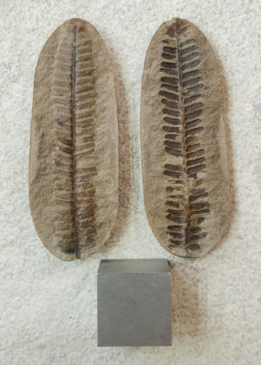 In Stone Fossils 