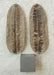 In Stone Fossils 