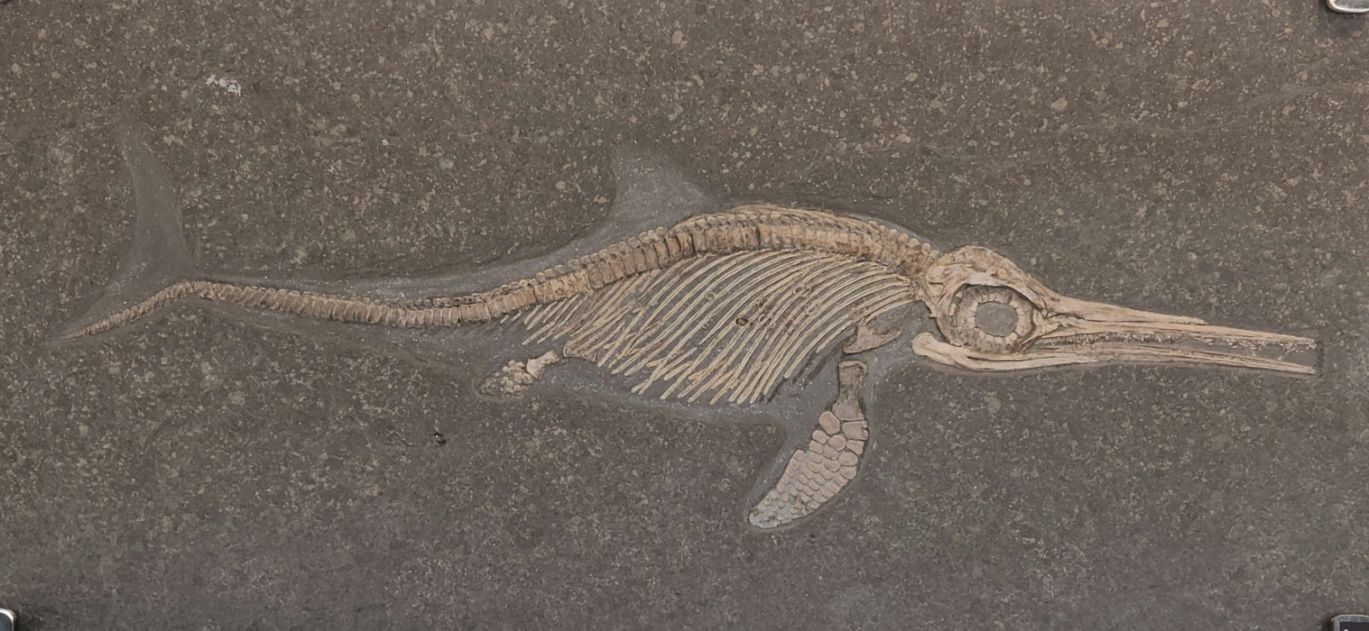 Ichthyosaur Fossil | Stenopterygius quadriscissus | Germany