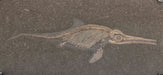 In Stone Fossils 