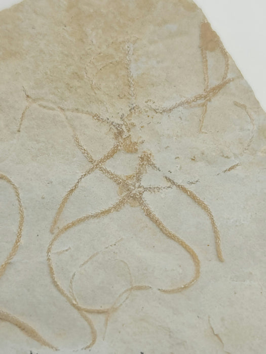 Multiple Fossil Brittle Stars | Germany