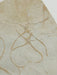 In Stone Fossils 