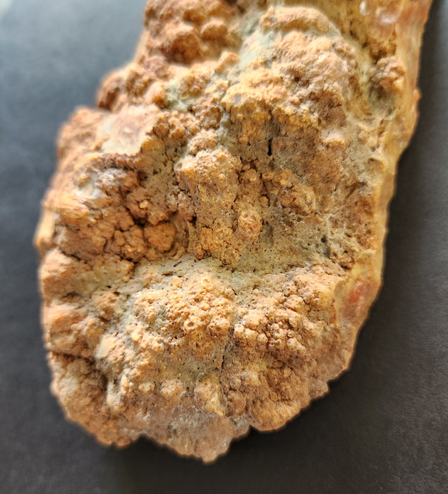 Authentic Dinosaur Coprolite End Slice 💩 | Unpolished