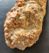 In Stone Fossils 