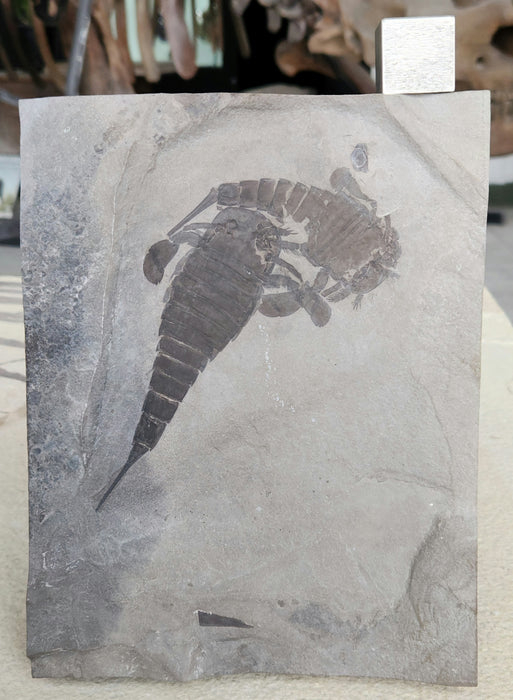 Double Eurypterids (Sea Scorpions) | Eurypterus remipes | New York