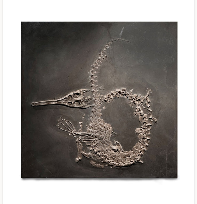 Steneosaurus bollensis | Holzmaden, Germany