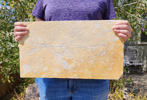 In Stone Fossils 