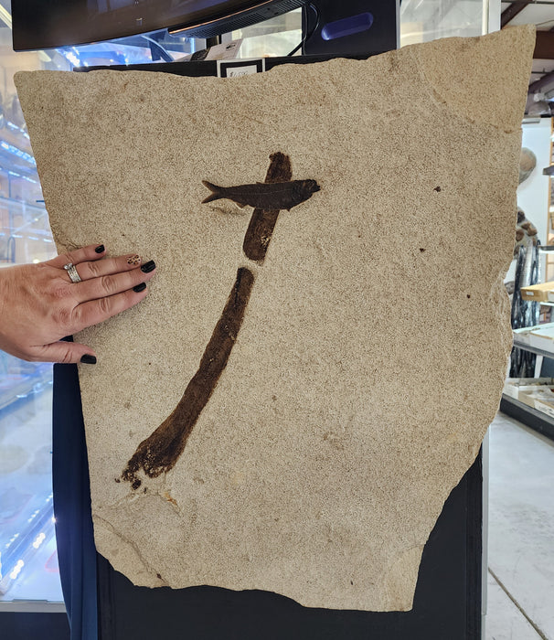 5" Knightia eocaena with stick | 100% Natural | Green River Formation | Wyoming