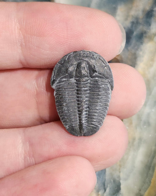 In Stone Fossils 