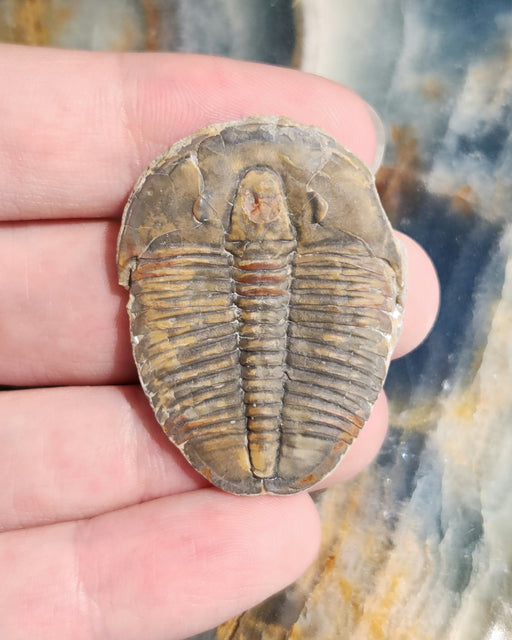 In Stone Fossils 