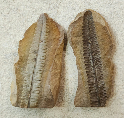 In Stone Fossils 
