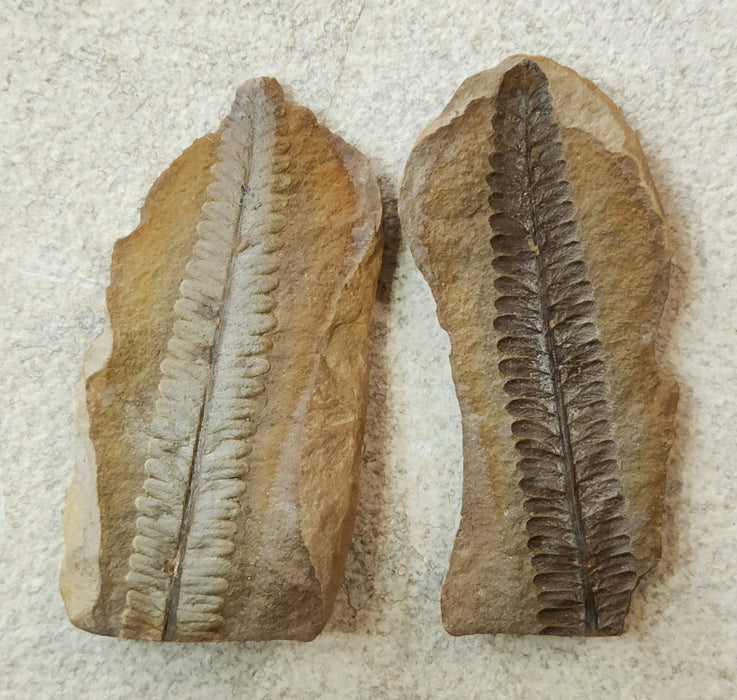 Fossil Fern | Diplazites unita | Illinois