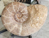 In Stone Fossils 