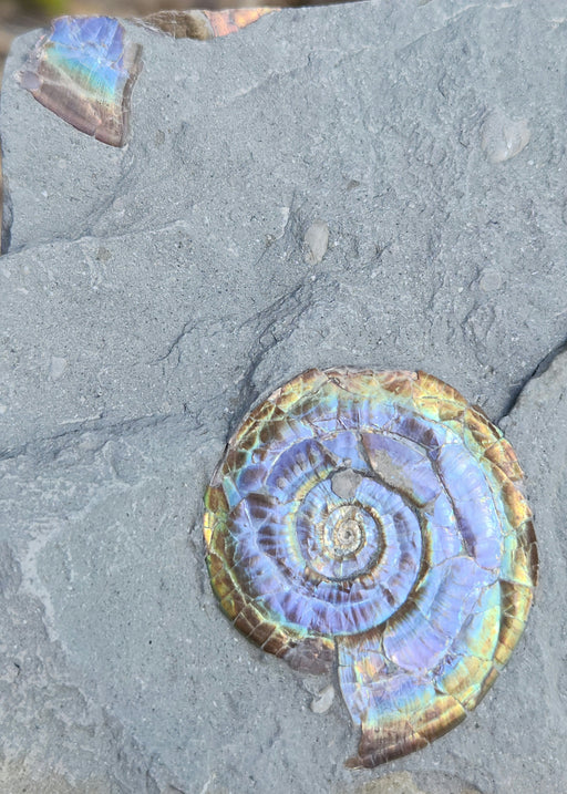 In Stone Fossils 
