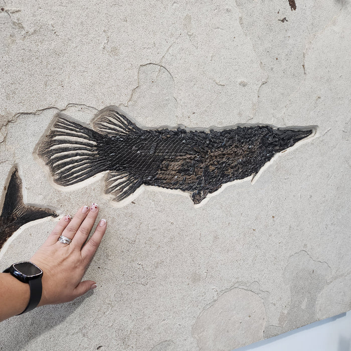 Garfish | Atractosteus simplex with Diplomystus | Green River Formation | Wyoming