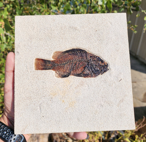 In Stone Fossils 