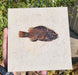 In Stone Fossils 