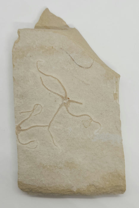 Double Fossil Brittle Star | Germany
