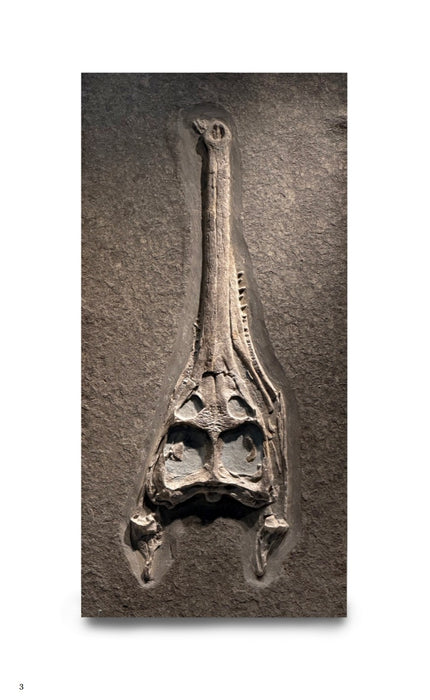 Steneosaurus bollensis Skull | Holzmaden, Germany