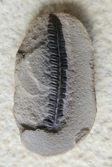 Fossil Fern | Diplazites unita | Illinois
