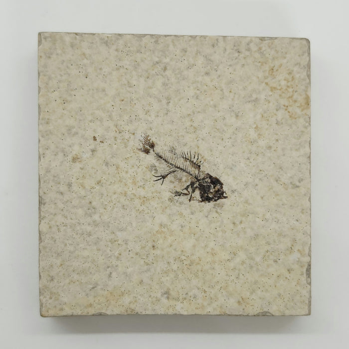 Juvenile Priscacara | Green River Formation | Wyoming