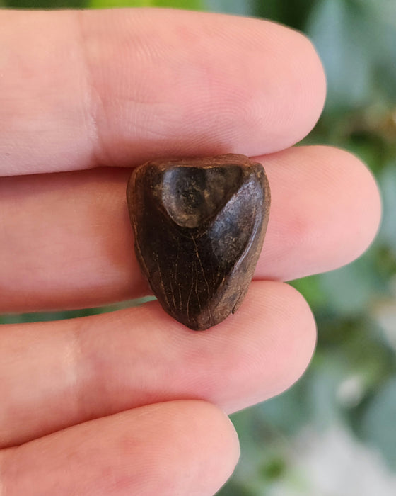 Ceratopsian Tooth | Hell Creek Formation | Montana