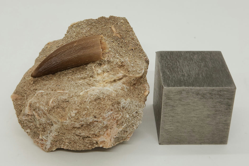 Plesiosaur Tooth in Matrix