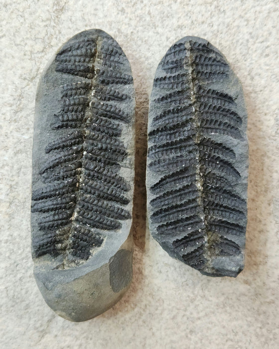 Fossil Fern | Laveineopteris rarinervis | Illinois