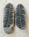 In Stone Fossils 