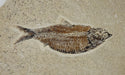 In Stone Fossils 