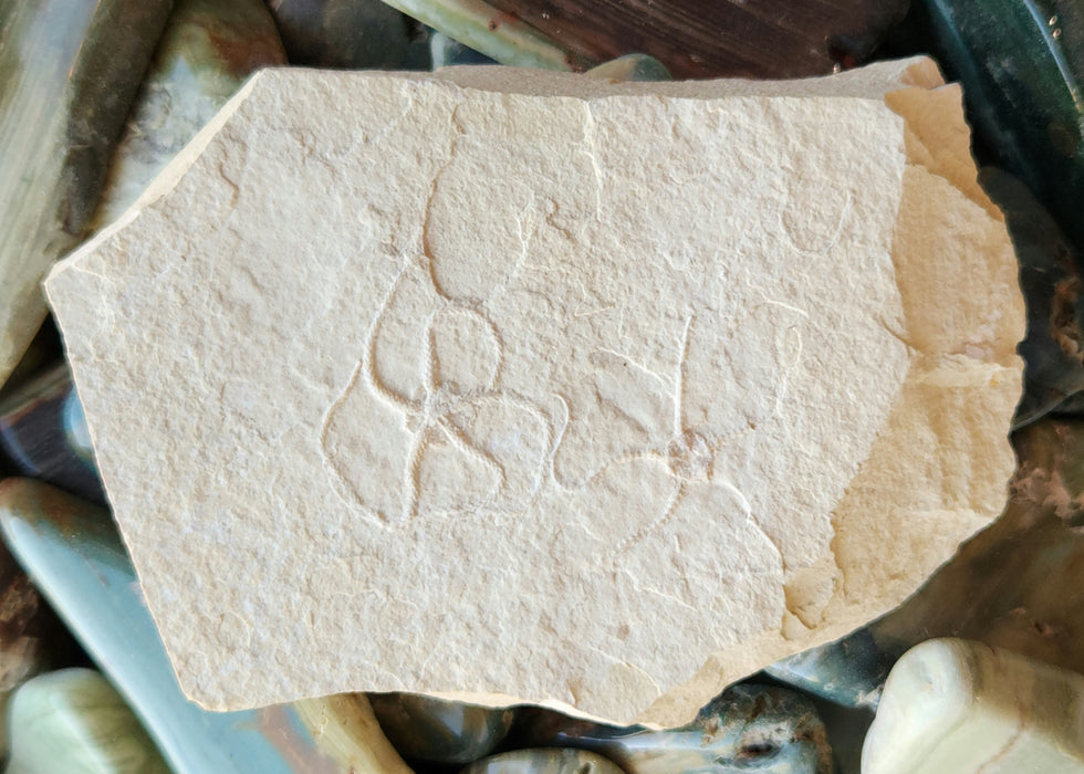 Double Fossil Brittle Star | Germany