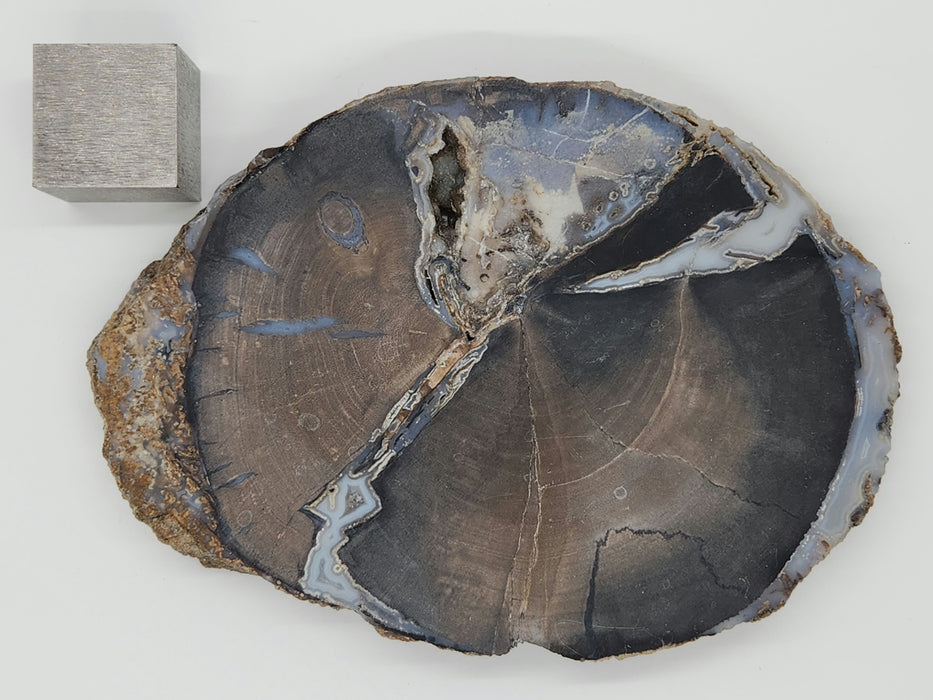 Blue Forest Unpolished Petrified Hardwood Slab | Eden Valley | Wyoming