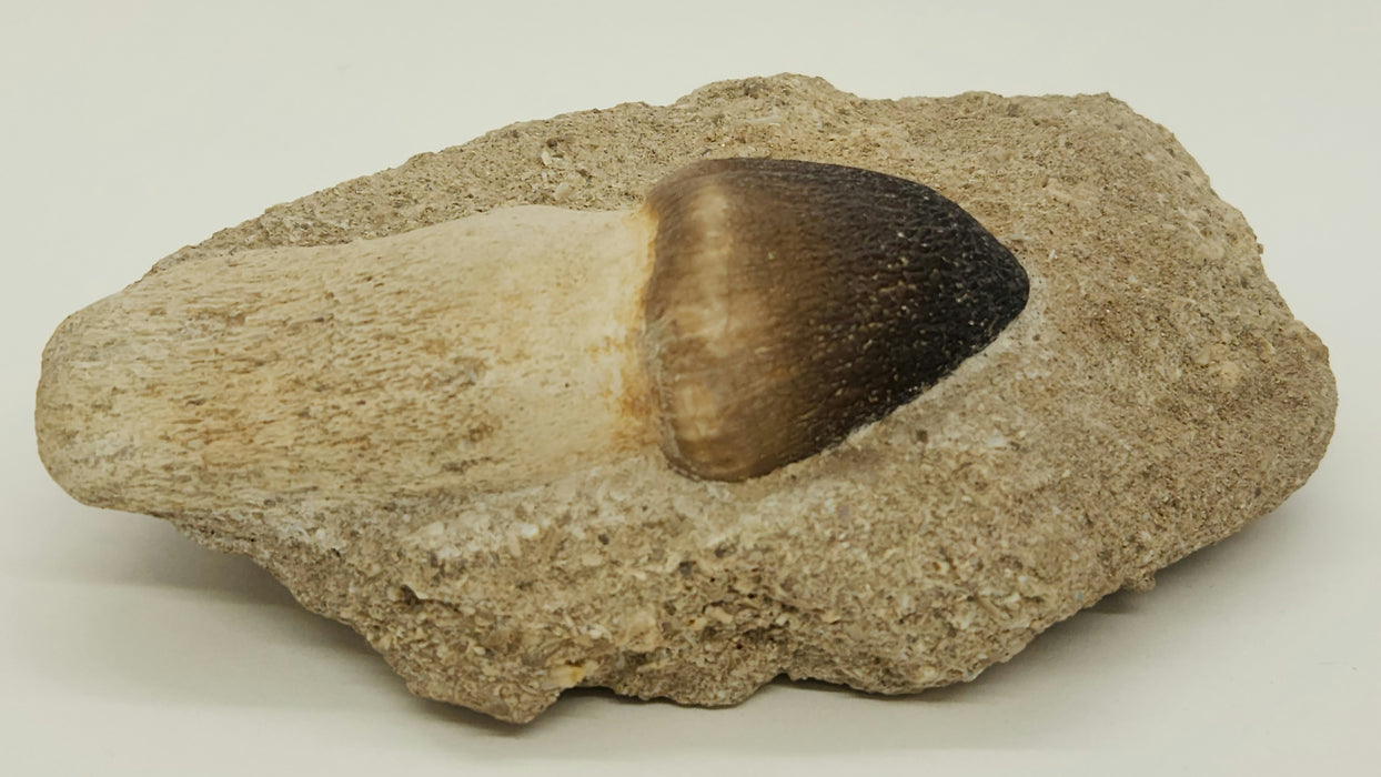 Mosasaur Tooth in Matrix | Igdamanosaurus (Globidens) aegyptiacus | Morocco