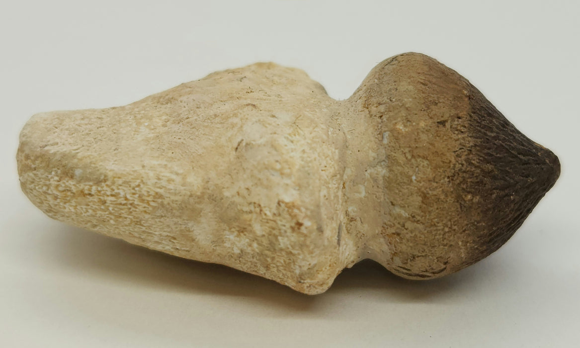 Mosasaur Tooth | Igdamanosaurus (Globidens) aegyptiacus | Morocco