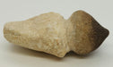 In Stone Fossils 