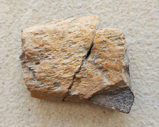 In Stone Fossils 