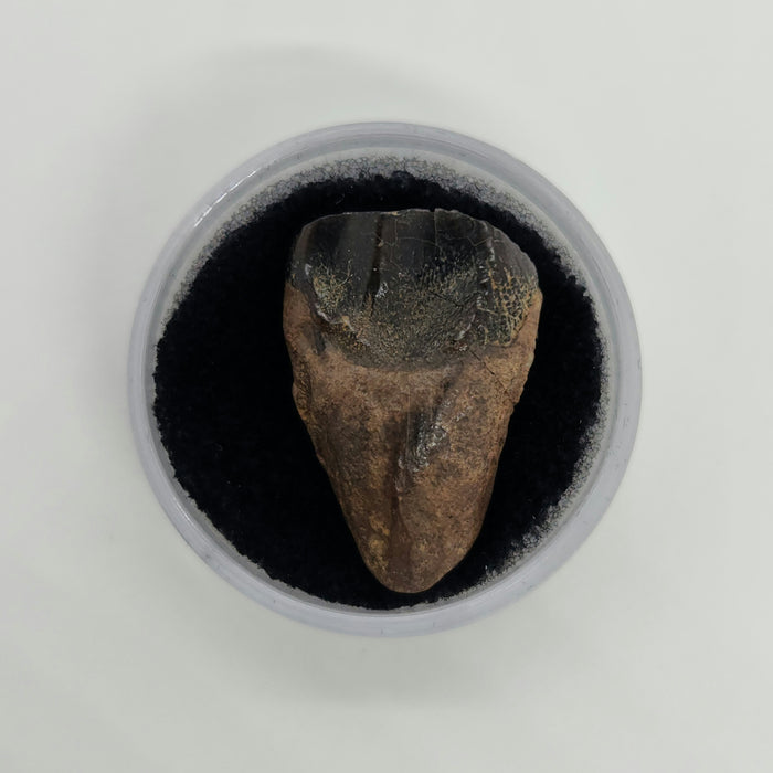 Ceratopsian Tooth | Hell Creek Formation | Montana