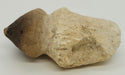 In Stone Fossils 